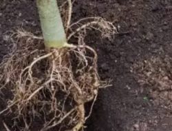 Akar Pepaya di Percaya untuk Kekuatan Pria