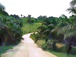 Arah Jalan Rp11,2 Miliar Hanya Menuju Kebun Sawit. Ada Siapa di Baliknya?