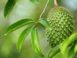 Inilah 7 Manfaat Rebusan Daun Sirsak